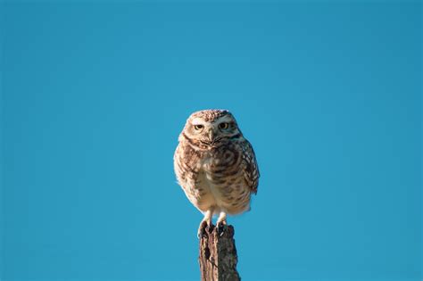 Are You A Lark Or An Owl? Weigh In | Gretchen Rubin