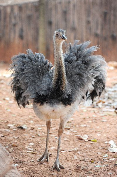 Greater Rhea - Animal Facts and Information | Rhea bird, Bird facts, Ostriches