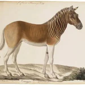 Quagga - Facts, Diet, Habitat & Pictures on Animalia.bio