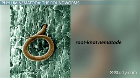 What Word Most Accurately Describes Roundworms