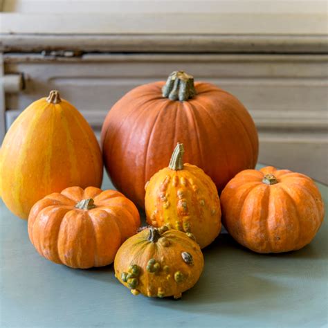 Why is my pumpkin not growing? It might be your own mistake | Ideal Home