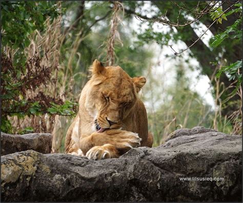 Lion grooming at Busch Gardens, Tampa, Florida. #lions #lilsusieq # ...