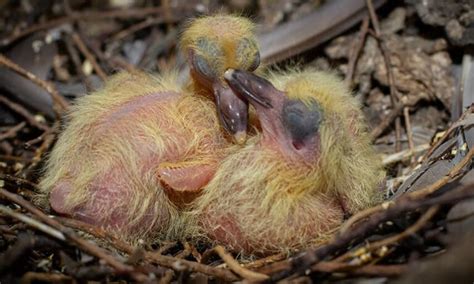 Baby Mourning Doves: Caring for and Feeding Abandoned Dove Babies - Wild Bird Scoop