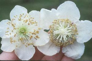 Do you need a male hardy kiwi to produce fruit?