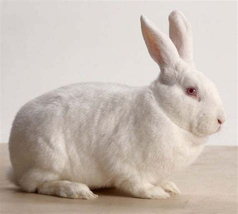 a white stuffed rabbit sitting on top of a table