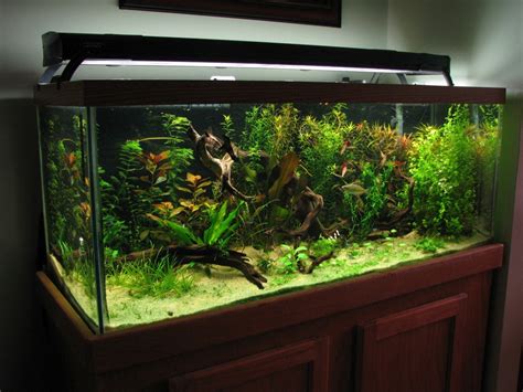 restarting my planted tanks - Page 6 - Aquarium Advice - Aquarium Forum Community