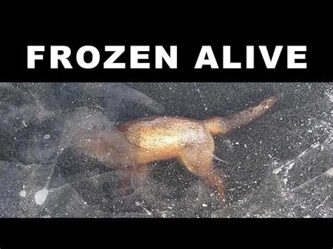 ANIMALS FOUND FROZEN IN ICE - My Video