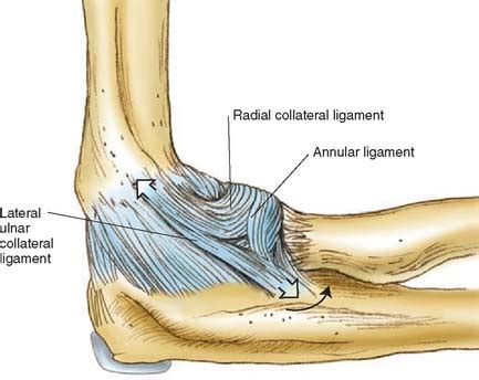 Biomechanics of the Elbow | Musculoskeletal Key