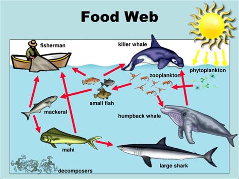 PPT - An Ocean of Food Chains and Food Webs PowerPoint Presentation - ID:1442021