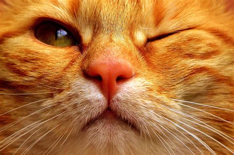 Orange Tabby Cat Wallpapers - Wallpaper Cave