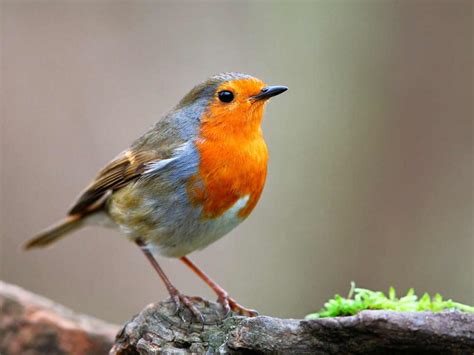 19 common British birds in your garden | Love The Garden