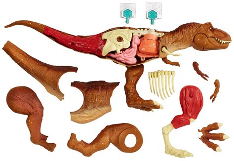 Buy jurassic world toys Mattel Stem Tyrannosaurus Rex Anatomy Kit ...