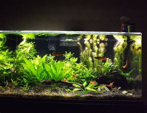 37 Gallons Fish Tanks And Aquariums | RateMyFishTank.com