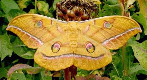 Antheraea yamamai is the Japanese oak silk moth that produces Tensan silk. This moth belongs to ...