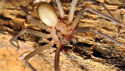 Venomous Spiders in Texas: Which Two Species to Look Out For