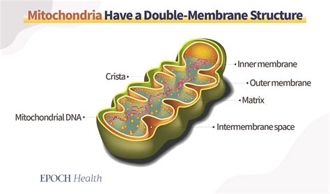 How to Prevent Mitochondrial Dysfunction 2024