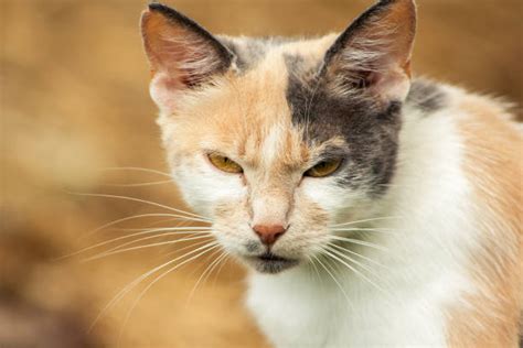 Very Angry Ginger Cat Stock Photos, Pictures & Royalty-Free Images - iStock