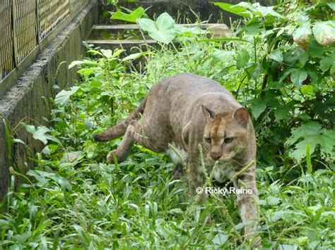 Zookeeper Travels: African Golden Cat - International Society for Endangered Cats (ISEC) Canada