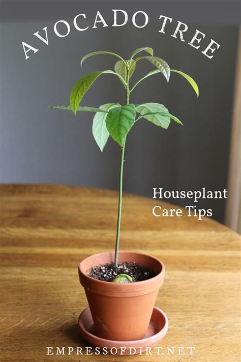 How to Grow an Avocado Tree as a Houseplant — Empress of Dirt