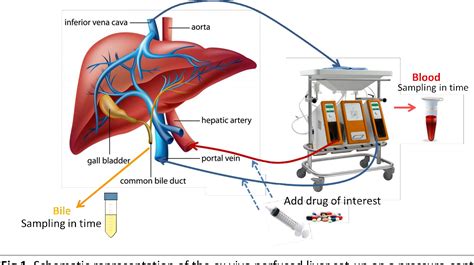 Figure 1 from Ex vivo whole liver perfusion model for prediction of drug-drug interactions and ...