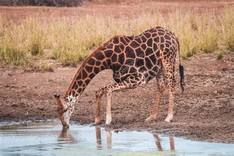 Giraffe drinking water Stock Photo by ©kbarzycki 125355378