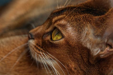 Brown Cat Breeds: Unique Brown Cats - PetsTime