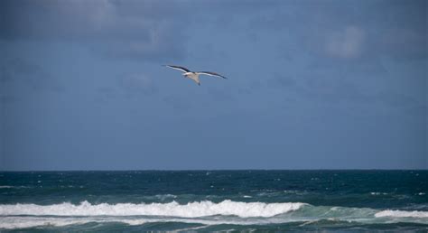 Gull Flying Over Ocean Free Stock Photo - Public Domain Pictures