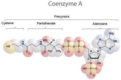 Coenzyme A Structure