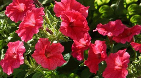 Petunia Colors: What Colors do Petunias Bloom?