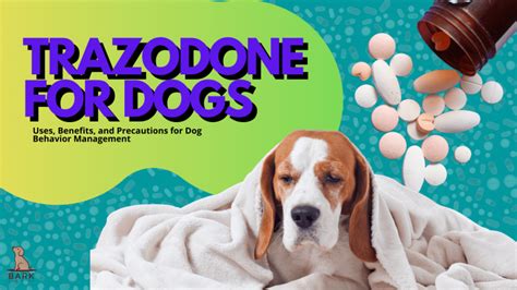 Trazodone For Dogs: Uses, Benefits, And Precautions For Dog Behavior Management | Bark For More