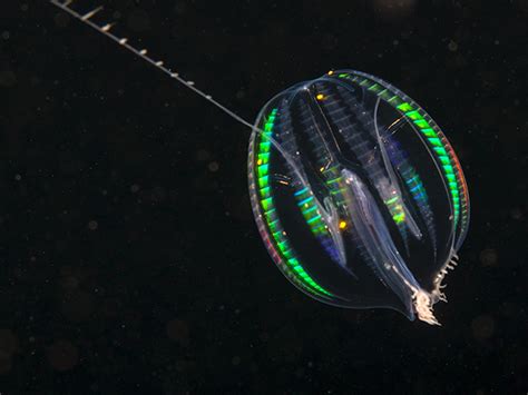 Comb Jellies - Ctenophora