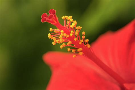 Extreme close up of a colourful flower stamen and stigma. Photograph by ...