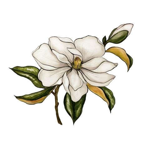 Gardenia Drawing | Free download on ClipArtMag