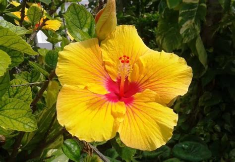 Your Common Problems with Hibiscus Plants: Tackling Diseases & Pests