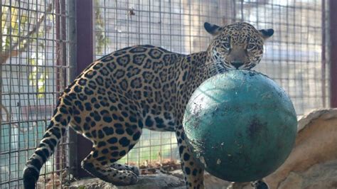 San Antonio Zoo invites community to gift animals this holiday season