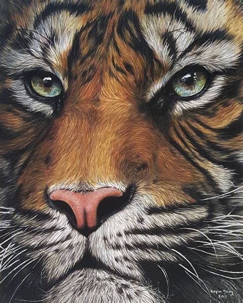 Tiger/11 x 14 in/19 hours; Prismacolor colored pencils on Strathmore bristol board. By society6 ...