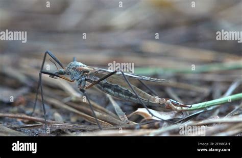 Crane fly eggs Stock Videos & Footage - HD and 4K Video Clips - Alamy