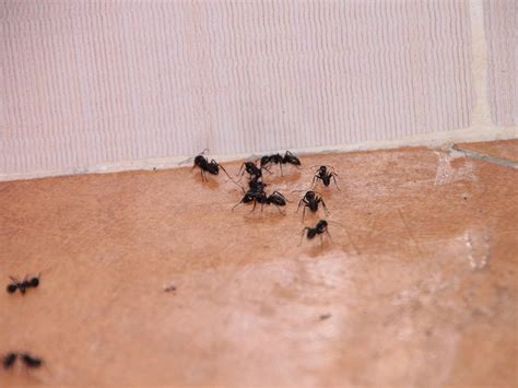 House-Invading-Ants__43261 | House-Invading Ants - publicpho… | Flickr