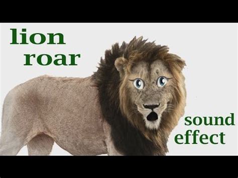 The Animal Sounds: Lion Roar - Sound Effect - Animation | Animal sounds, Lion roar sound ...