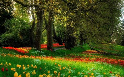 Wallpaper : sunlight, forest, flowers, garden, nature, field, tree, autumn, leaf, flower, flora ...