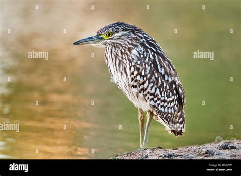 Juvenile Nankeen Night Heron at a river bank Stock Photo - Alamy