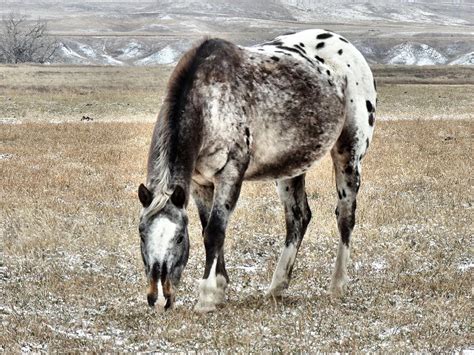 Appaloosa Horse Photograph by Marion Muhm - Pixels