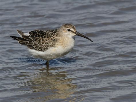 Curlew Sandpiper Bird Facts (Calidris ferruginea) | Bird Fact