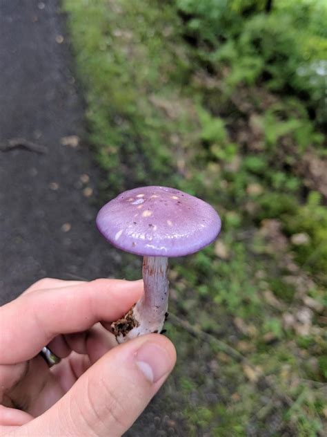 This pretty purple mushroom I found in upstate NY : r/StardewValley