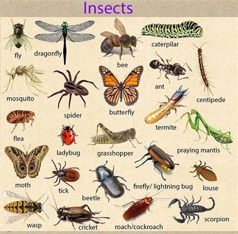 Insects | English vocabulary, Learn english vocabulary, English picture ...