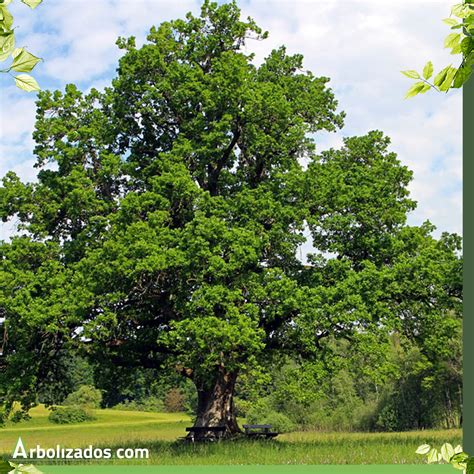 Árbol de roble, Características, Origen y Cultura 🌳