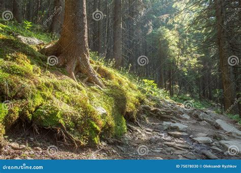 Hiking Trails through Giant Redwoods Stock Photo - Image of dust, mountain: 75078030