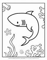 Shark Coloring Page  Planerium sketch template