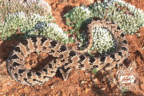 Night Adders - African Snakebite Institute