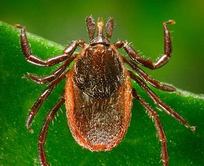 Western Blacklegged Tick Identification Tips | PA Tick Research Lab